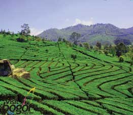 Kebun Teh Puncak